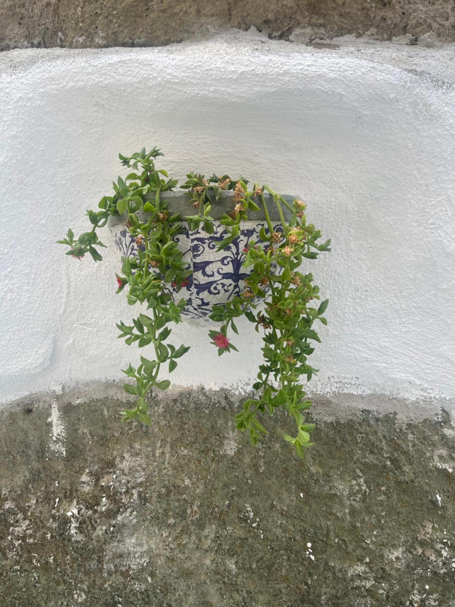 Ferienwohnung Casa Delle Rose Ischia Exterior foto